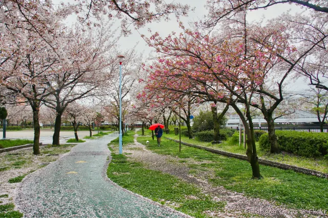 毛馬櫻之宮公園