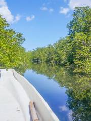 Mangrove Forest Nusa Lembongan