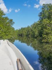 Mangrove Forest Nusa Lembongan