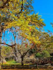 Longmen Field Ancient Ginkgo