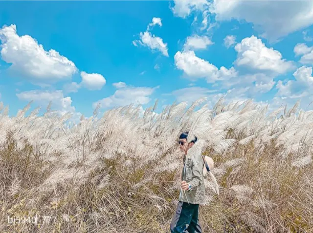 【芒草季懶人包】網美打卡！精選全台11個賞芒草景點，秋高氣爽出遊去！