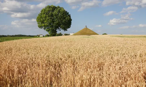 Battle of Waterloo Re-enactments