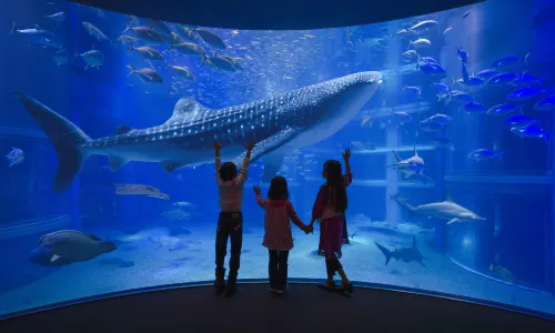 大阪海遊館