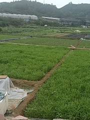 Caiboshi Ecology Farm