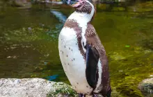 費瑟戴爾野生動物園