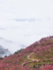 Xintang Village Flower and Tree E-Commerce Thousand-Mu Cherry Blossom Garden