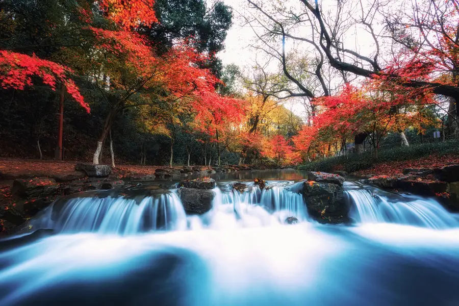 Nine Creeks in the Misty Forest