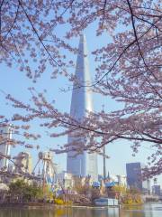 Cherry Blossom Viewing in Seoul