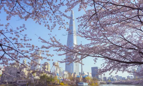 Cherry Blossom Viewing in Seoul