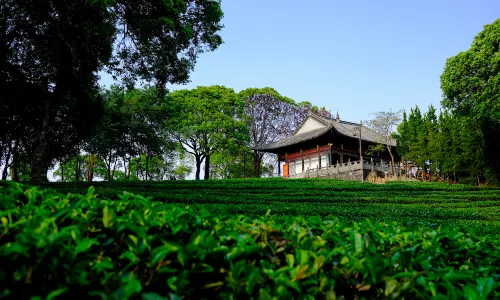 China Pu-Erh Tea Exhibition Garden