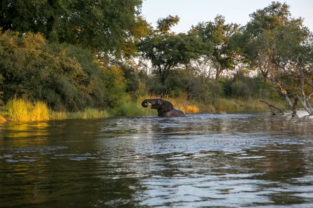 Elephants bathing in the Zambezi River