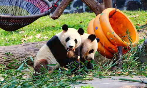 Dujiangyan China Giant Panda Garden (formerly known as Panda Paradise)