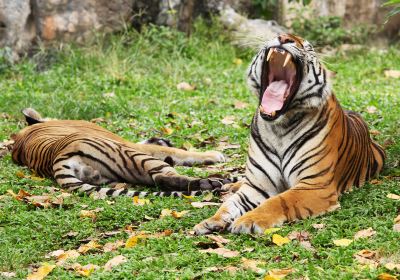 Songkhla Zoo