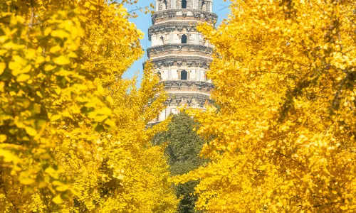 Ginkgo Trees in Suzhou