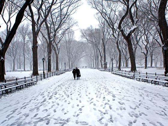 Parc du Mont-Royal