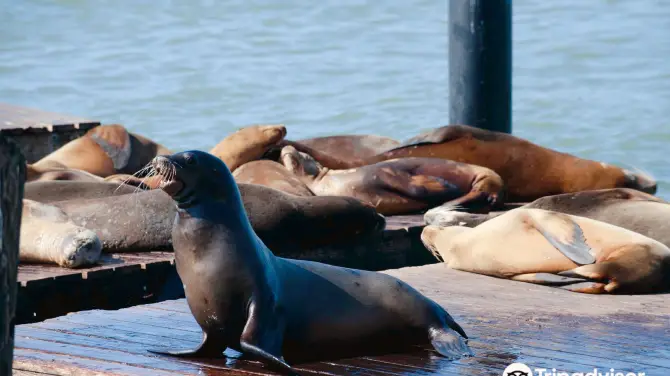 3_Sea Lions