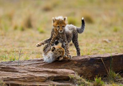 Parco nazionale del Serengeti