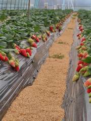 Baihua Zhuang Strawberry Farm