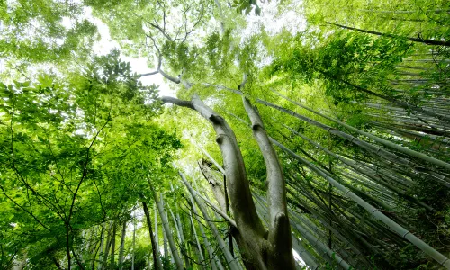 Southem Sichuan Bamboo Sea