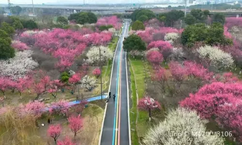 Suzhou Plum Blossom Viewing