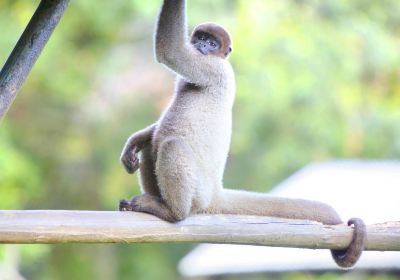 Manaus Zoo