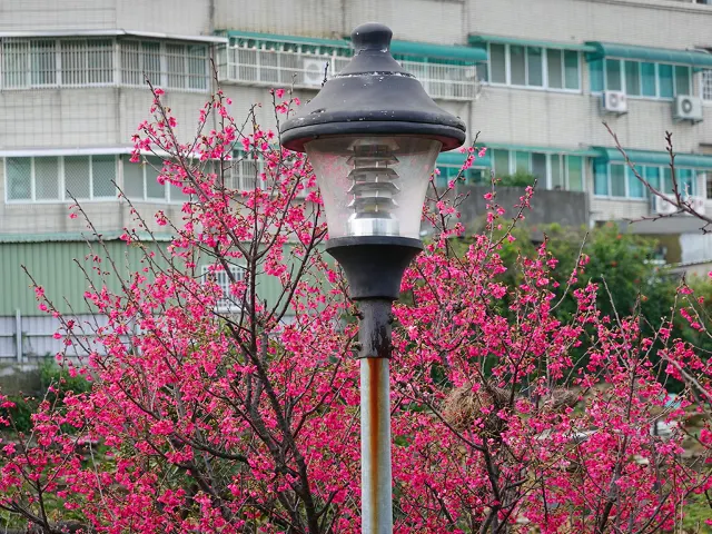 【櫻花季】粉紅大爆發，新北13處賞櫻勝地推薦打卡熱點一次看