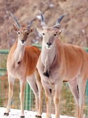 Lanzhou Wildlife Park