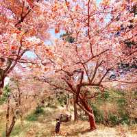 高尾山から小仏城山までの桜