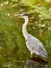 Clapton Pond