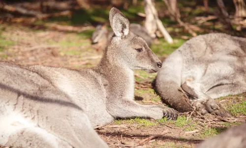 Moonlit Sanctuary Wildlife Conservation Park