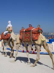 Camel Riding in Dubai