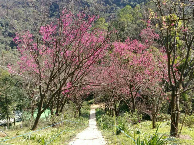 【櫻花季】粉紅大爆發，新北13處賞櫻勝地推薦打卡熱點一次看