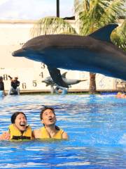 Dolphin Interactions in Bali