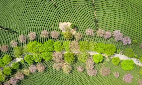 The Cherry Blossom Valley of Wuliangshan