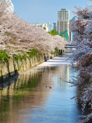 目黒川の桜並木