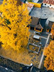 Shanghai Ginkgo Viewing