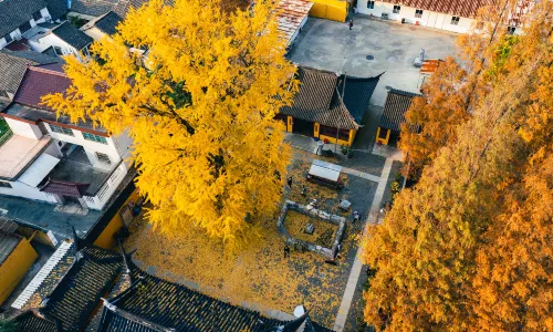 Shanghai Ginkgo Viewing