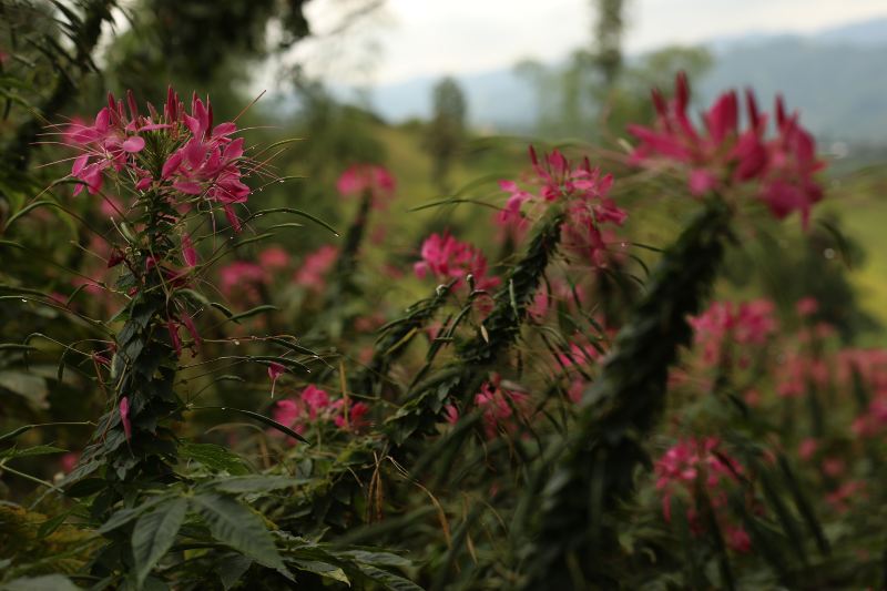 Cebu Botanical Garden