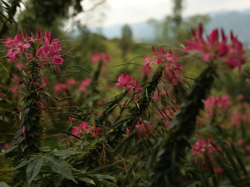 Cebu Botanical Garden