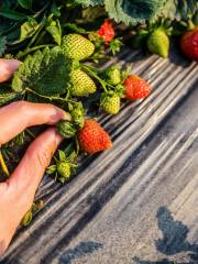 Lao Yang Strawberry Garden (Fengshou Road Branch)