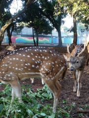 Taman Rusa Bintik Putih