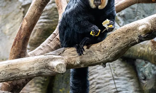 Nanjing Hongshan Forest Zoo