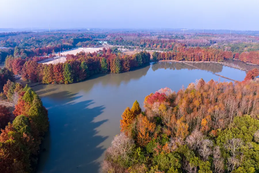 Shanghai Haiwan National Forest Park