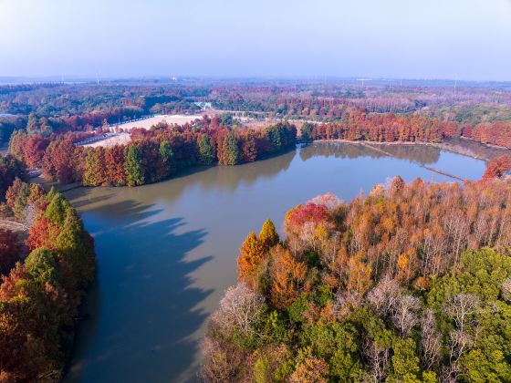 上海海灣國家森林公園