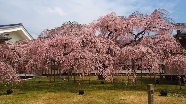 醍醐寺