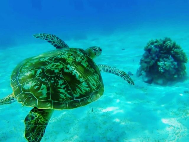 Moalboal sea turtle and sardine run