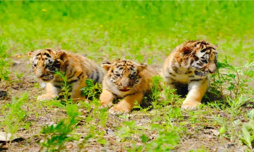 Siberia Tiger Park