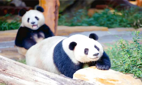 江蘇淹城野生動物世界