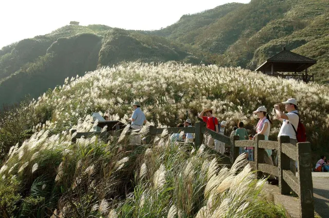 【芒草季懶人包】網美打卡！精選全台11個賞芒草景點，秋高氣爽出遊去！