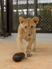 Lion Land Phuket